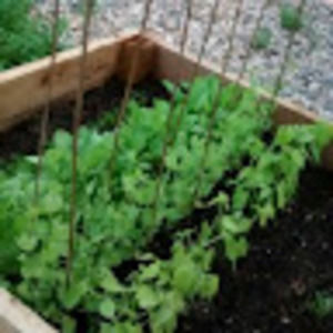 Meet your Posher, Mingyan